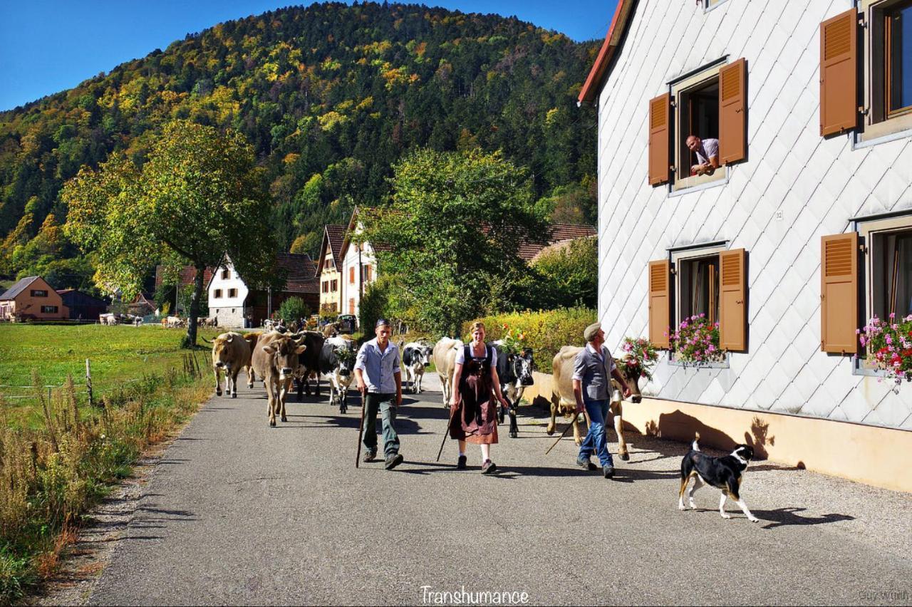 Chalet Du Silberrain Pres De Colmar - Cheminee, Sauna, Piscine Partagee Osenbach 외부 사진